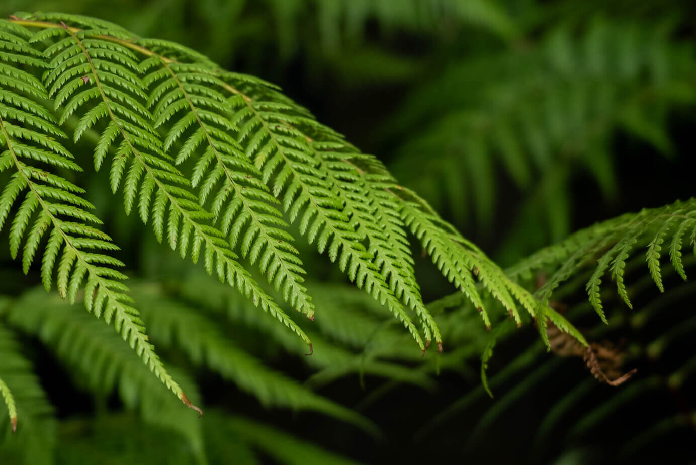 Frondes Dicksonia